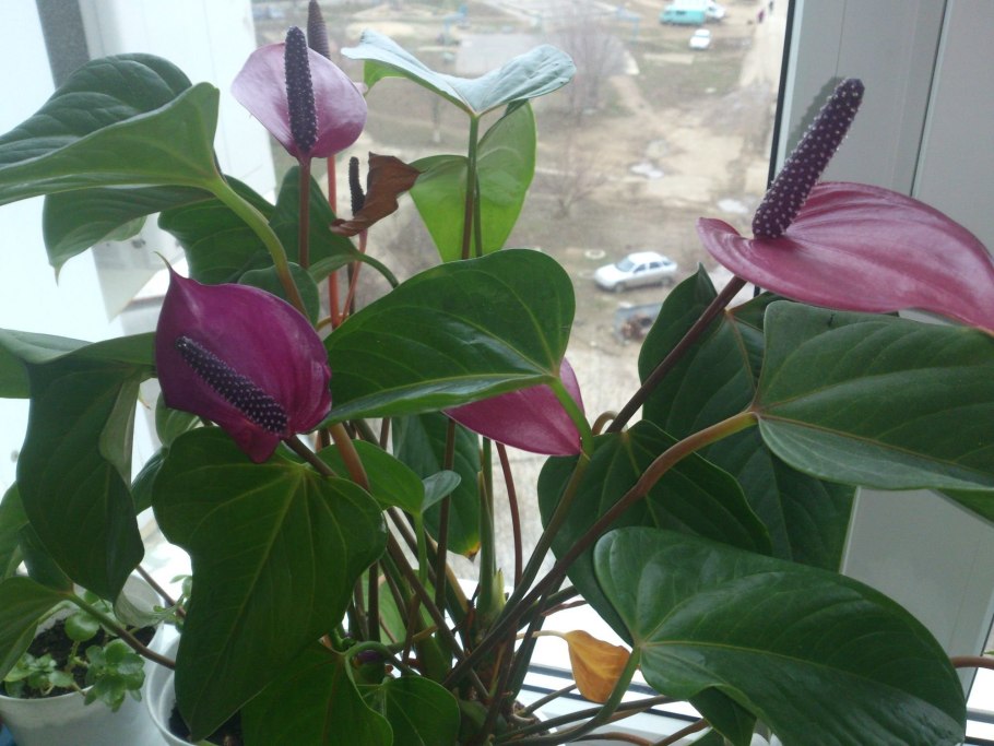 Антуриум Андре красный