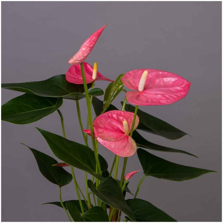 Антуриум Фламинго Браун