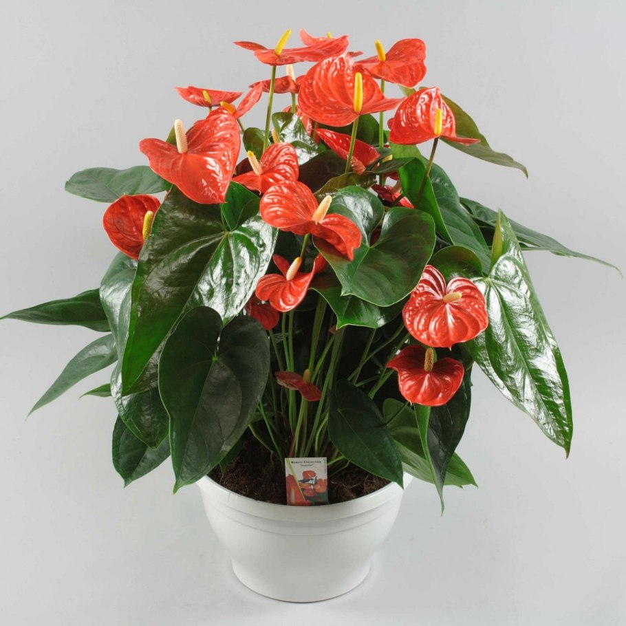 Антуриум Андре Кентукки