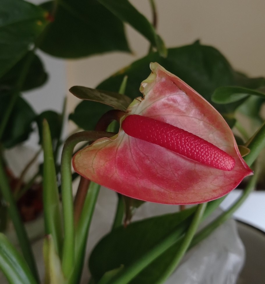 Антуриум Салмон Квин