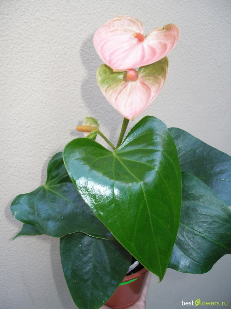 Антуриум zalm