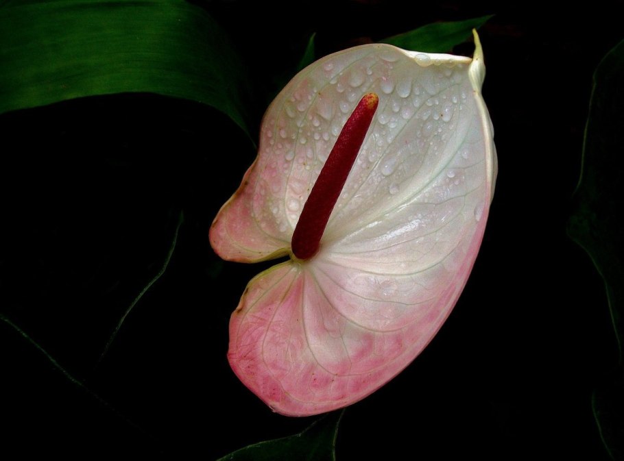 Антуриум оранж Квин