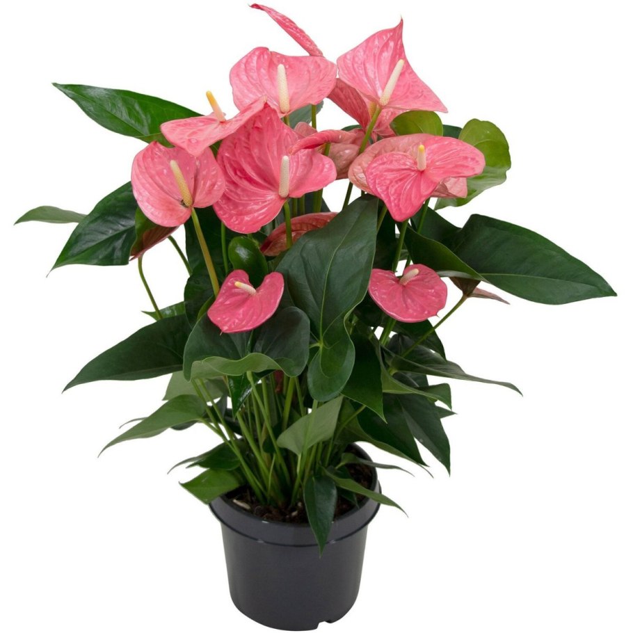 Антуриум Беби бумер