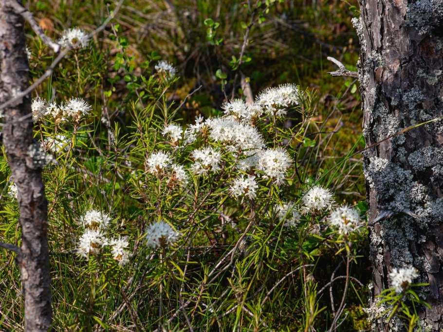 Рододендрон Даурский Дальневосточный