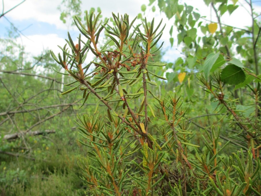 Багульник обыкновенный