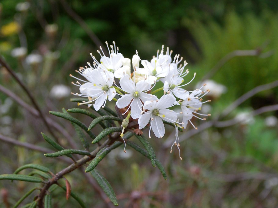Багульник болотныи