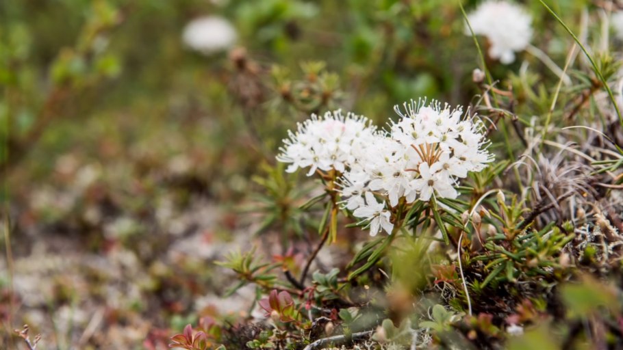 Багульник обыкновенный