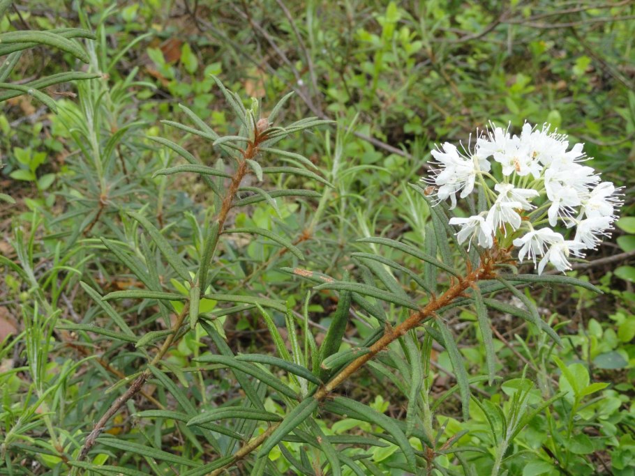 Рододендрон Даурский