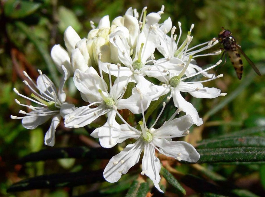 Rhododendron tomentosum