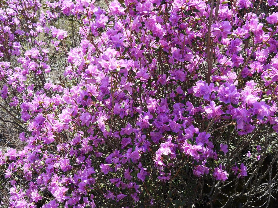 Багульник болотныи