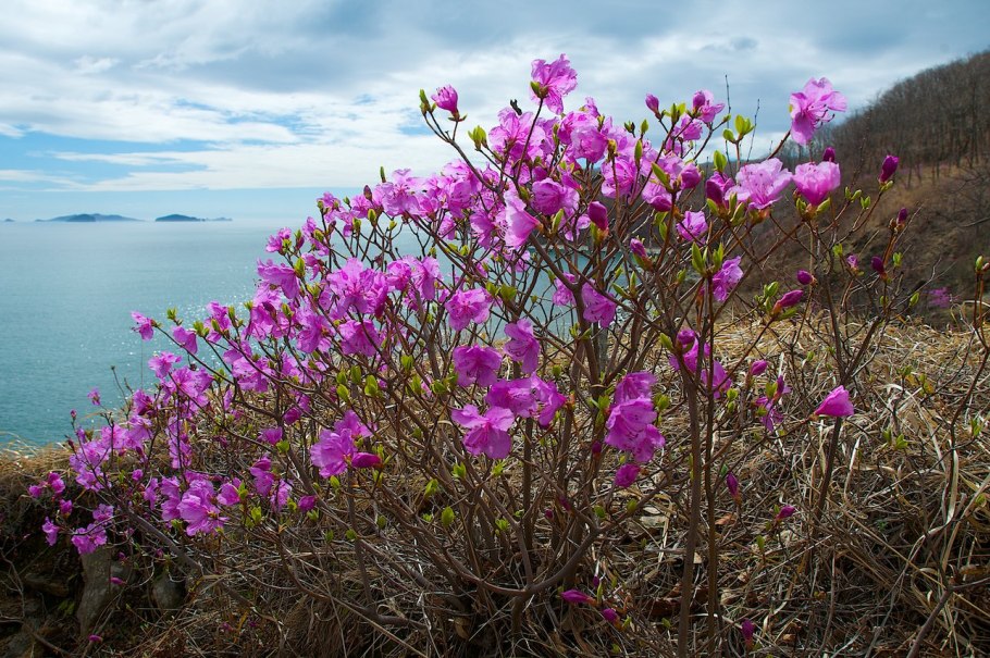 Растения Удмуртии багульник болотный