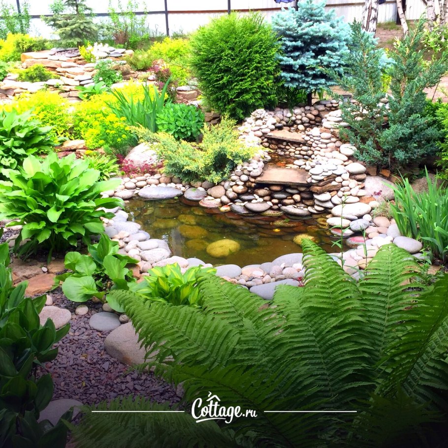 Папоротник роджерсия миксбордер