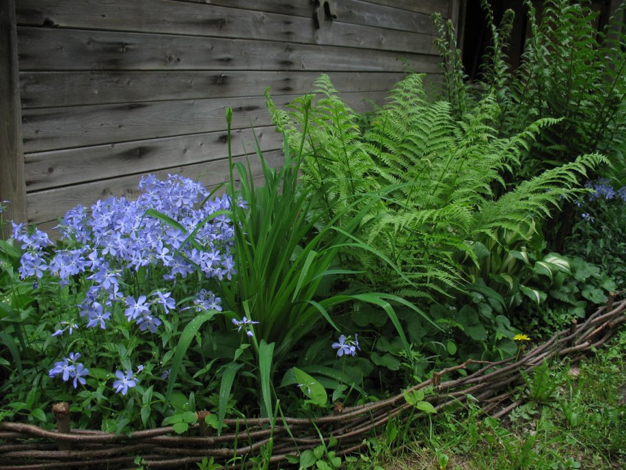 Альпийская горка с папоротником и хостой