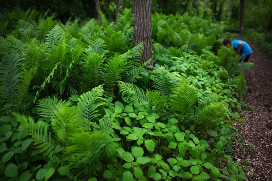 Папоротник во дворе