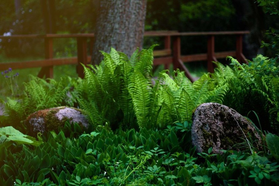 Папоротник в ландшафтном