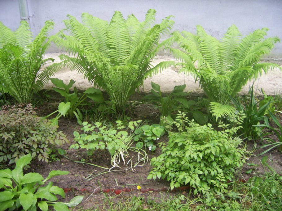 Папоротник дачный
