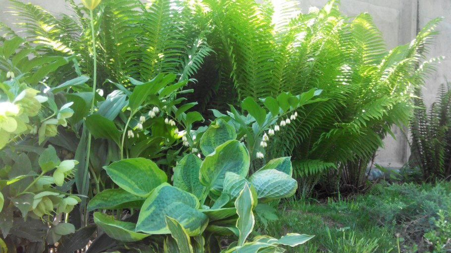 Астильба и страусник