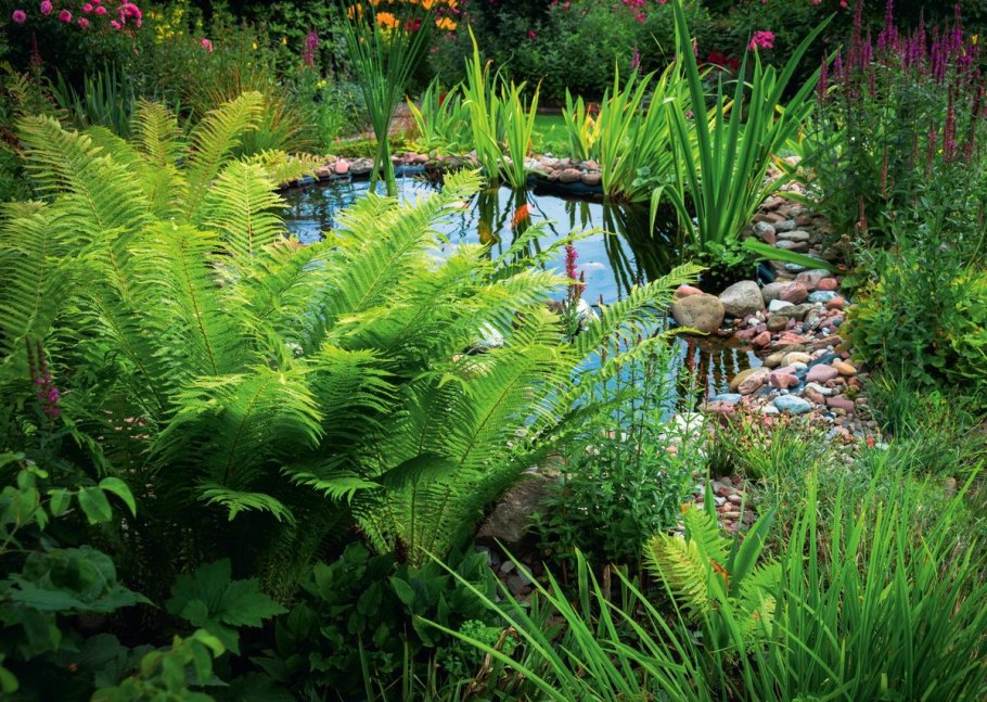 Рододендрон в ландшафтном