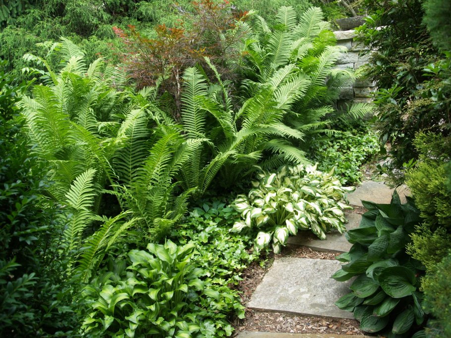 Папоротник страусник и хосты