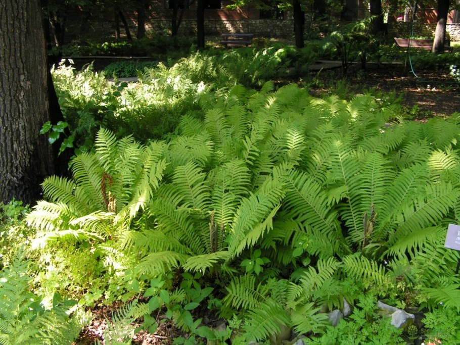 Гортензия папоротник Хоста