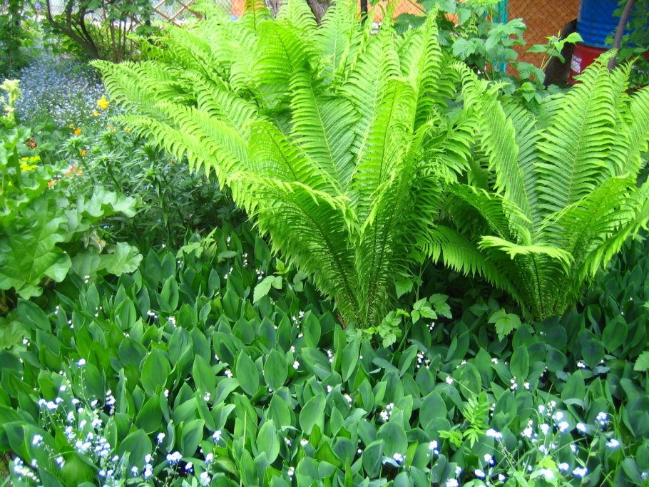 Ручей Stream Landscape Design