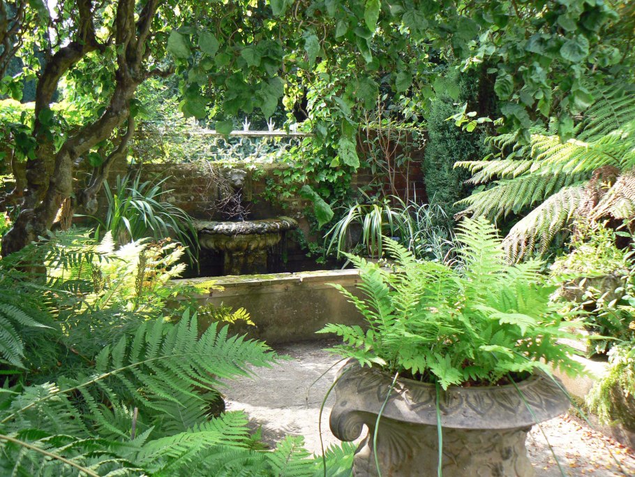 Папоротник тенелюбивый садовый