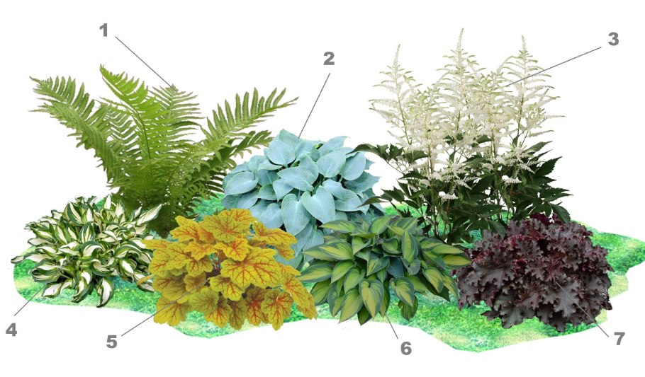 Папоротник садовый страусник