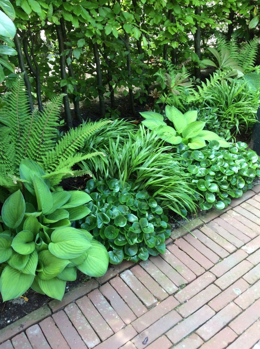 Астильба Хоста папоротник в клумбе