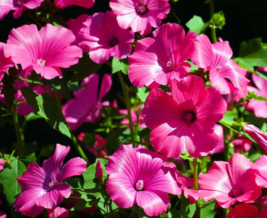 Лаватера однолетняя