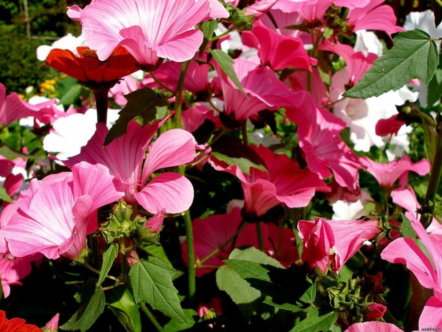 Мальва лаватера