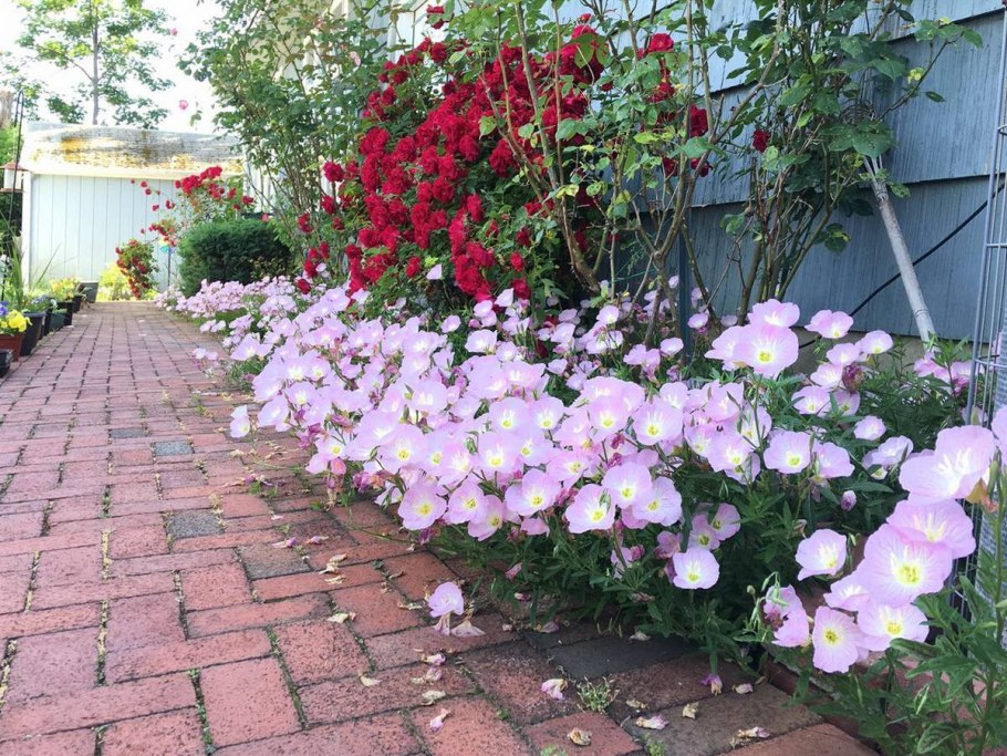 Лаватера розовая магия