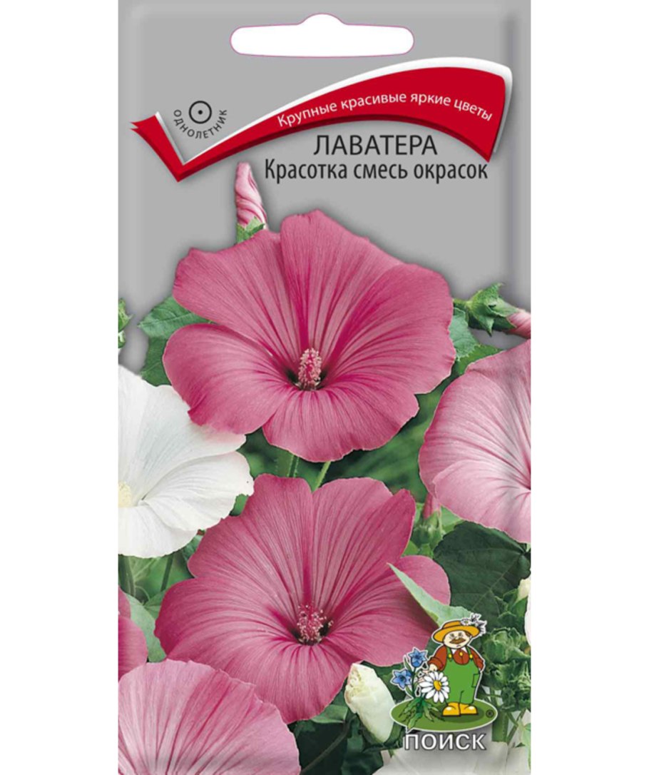 Лаватера Рубин