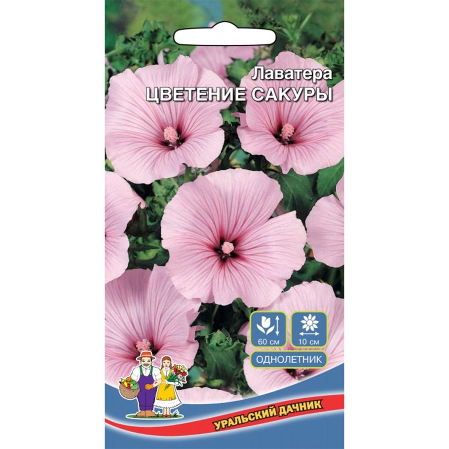 Мальва лаватера