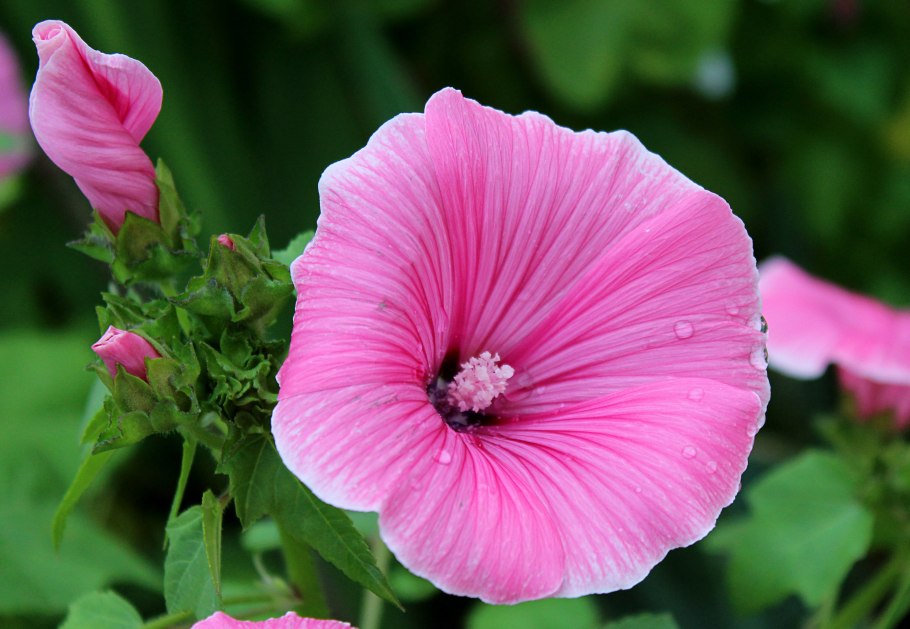 Лаватера тюрингенская многолетняя