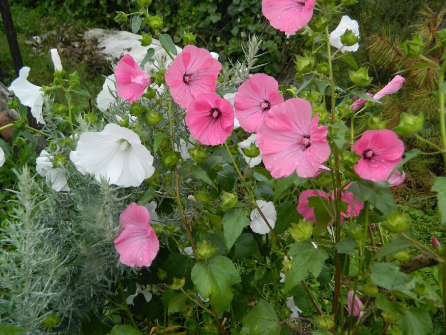 Лаватера однолетник