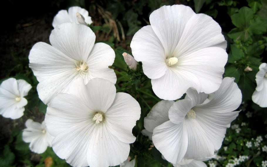 Лаватера однолетник