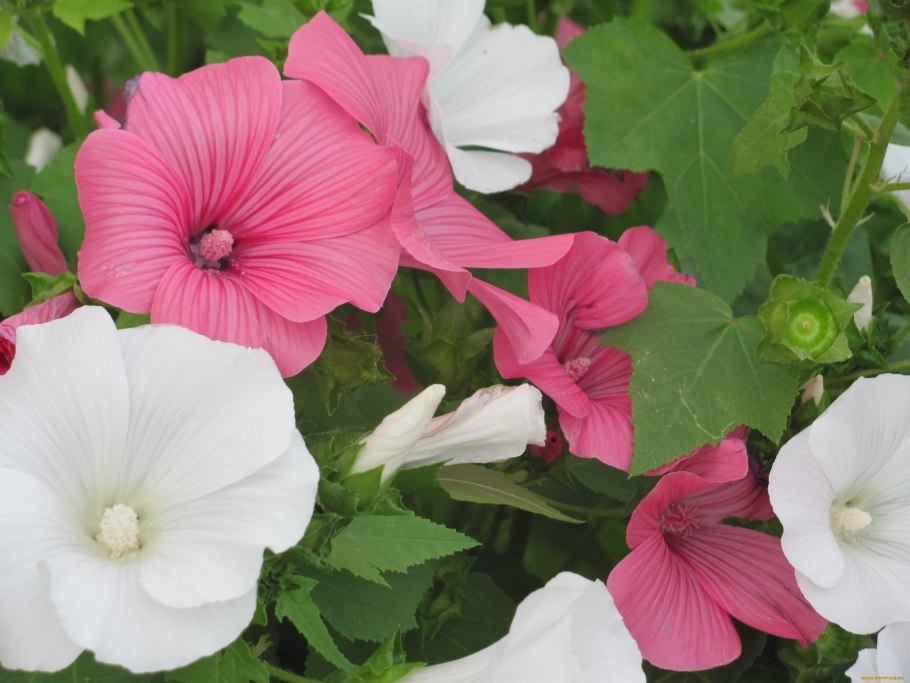 Малопа Бриллиантовая роза