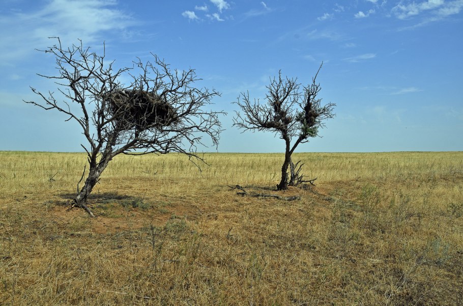 Распространённые деревья в степи