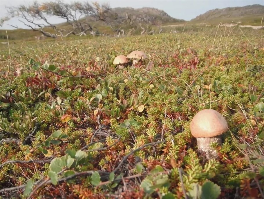 Чукотка тундра грибы