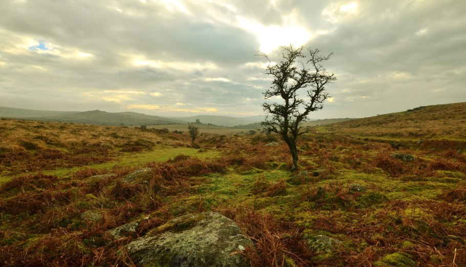 Сосна в тундре