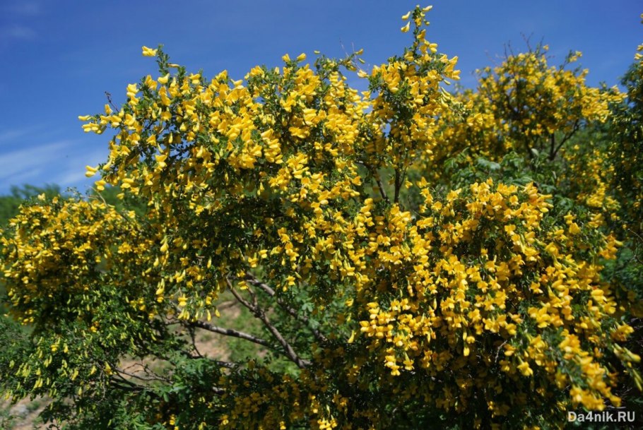 Акация Карагана древовидная
