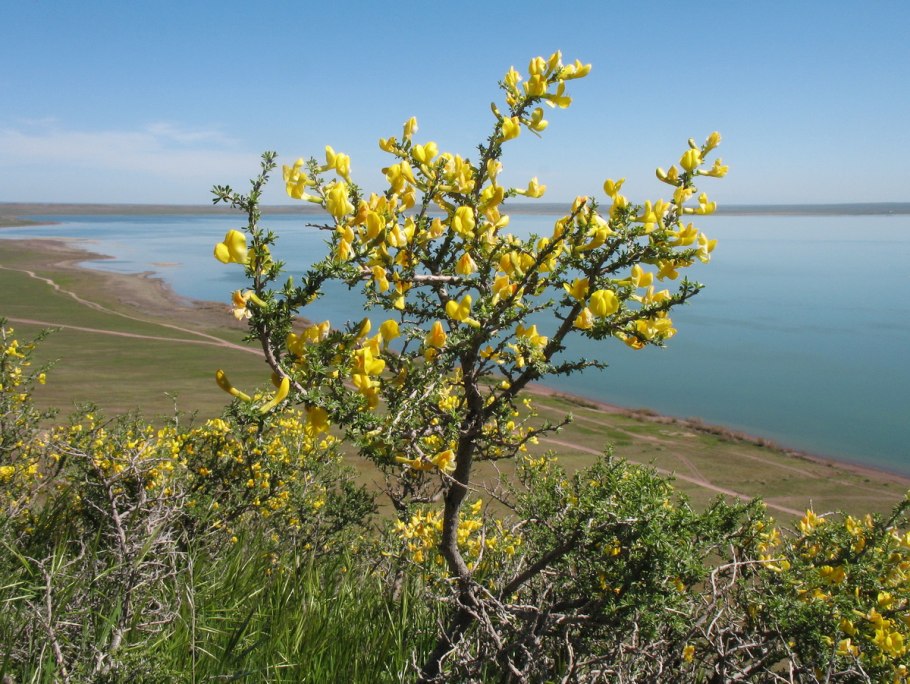 Караганник в Казахстане