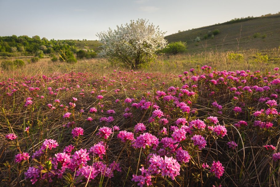 Участок Баркаловка Центрально-Черноземного заповедника
