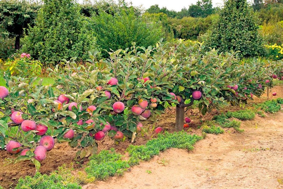 Яблоня стелющаяся Потаповка