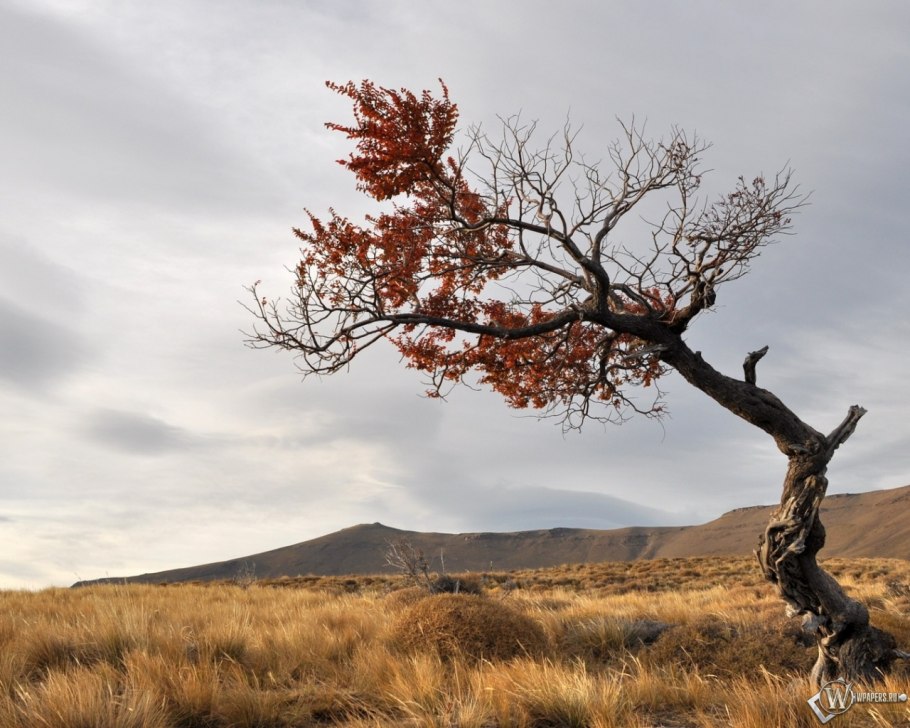 Саксаул цветение
