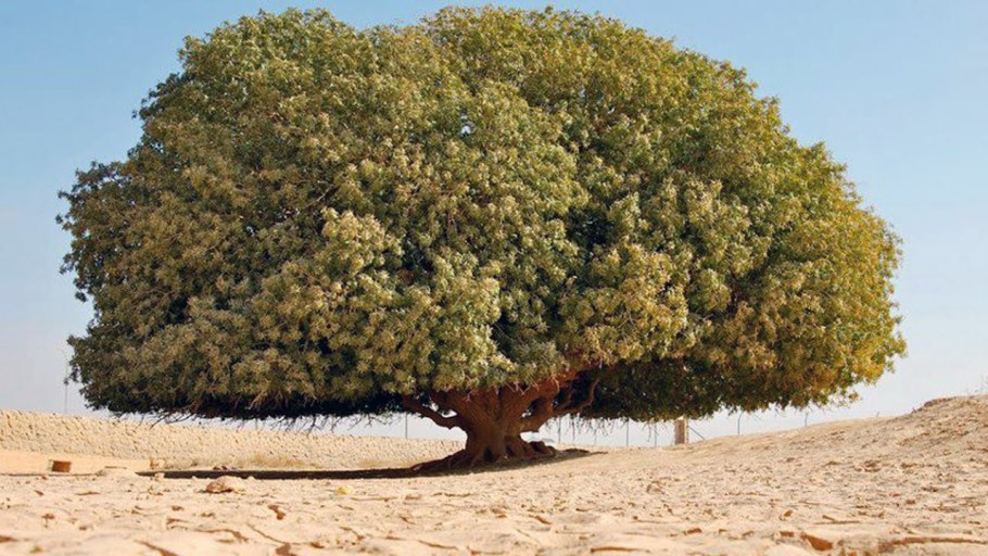 Дерево пророка Мухаммеда