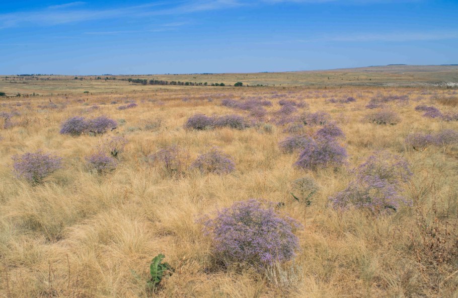 Волгоград природа