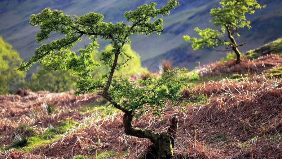 Маленькое дерево в природе