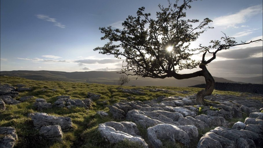 Одинокие деревья