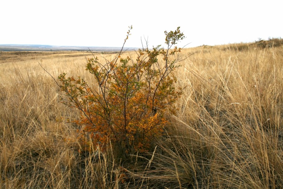 Чилига Степная